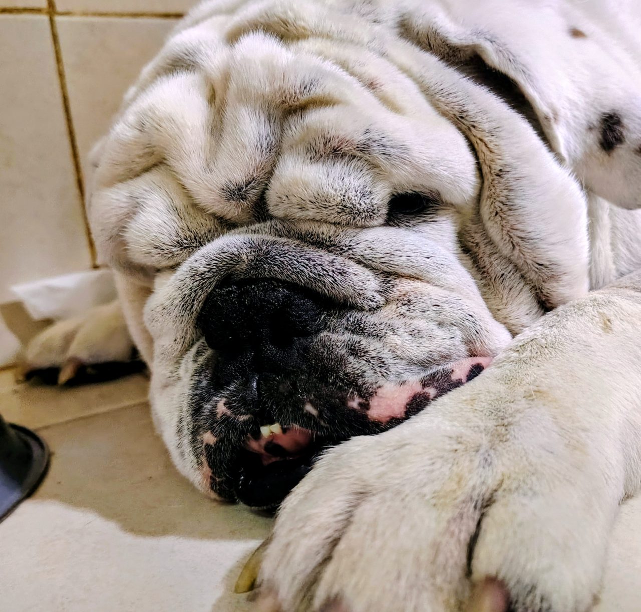 Foto