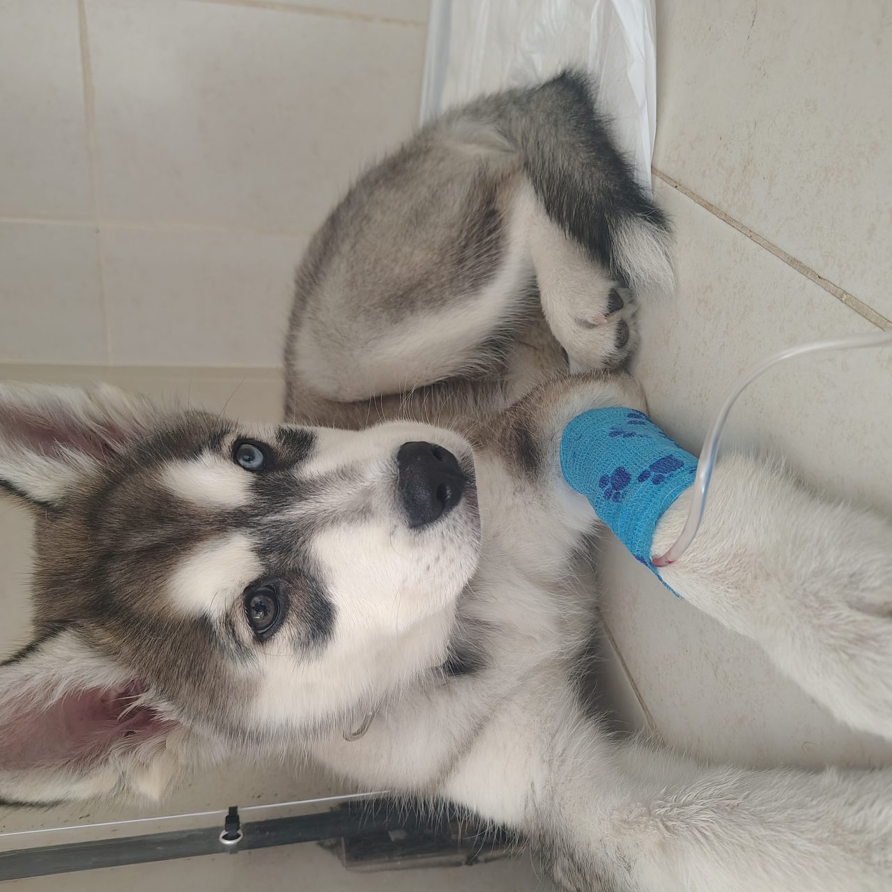 Foto