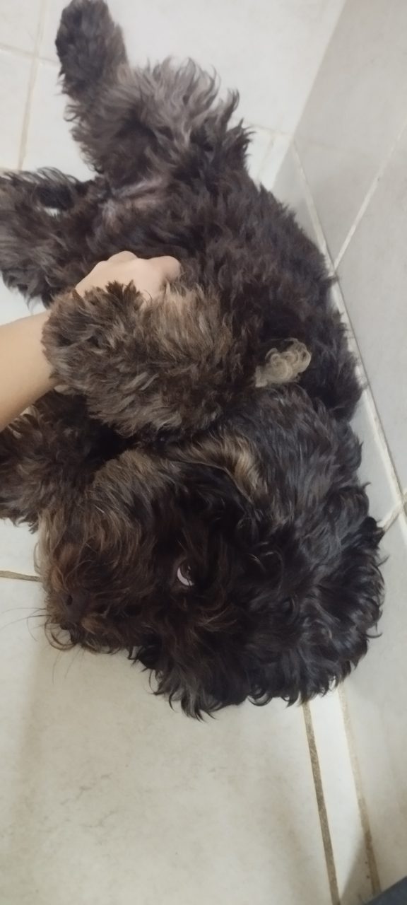 Foto