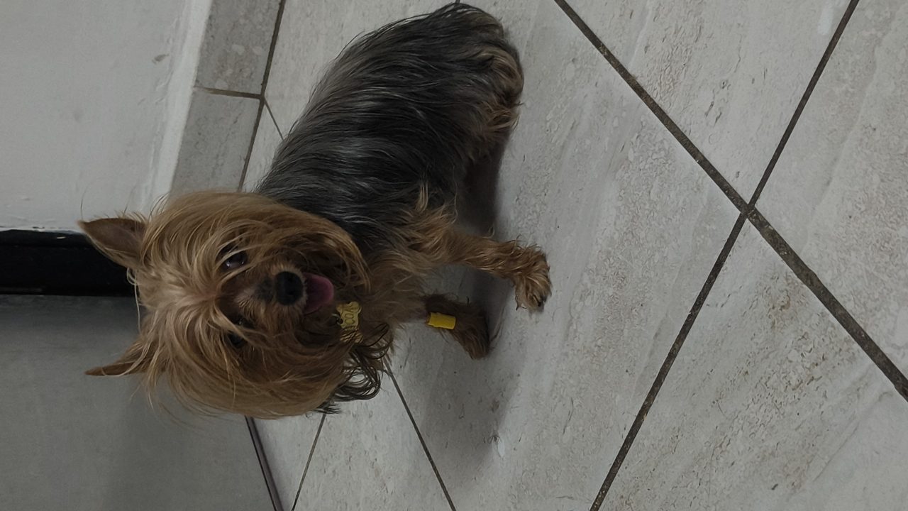 Foto