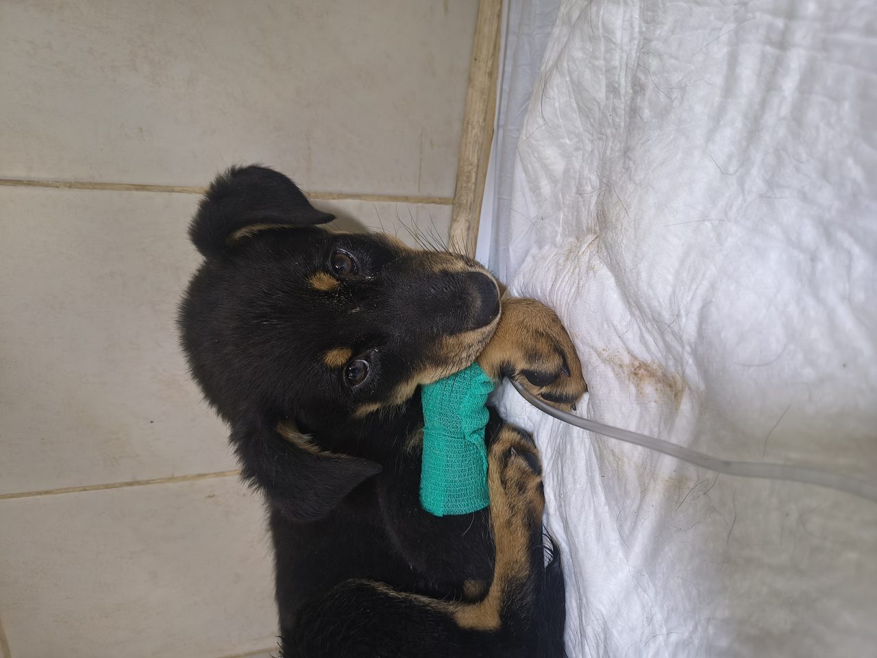 Foto