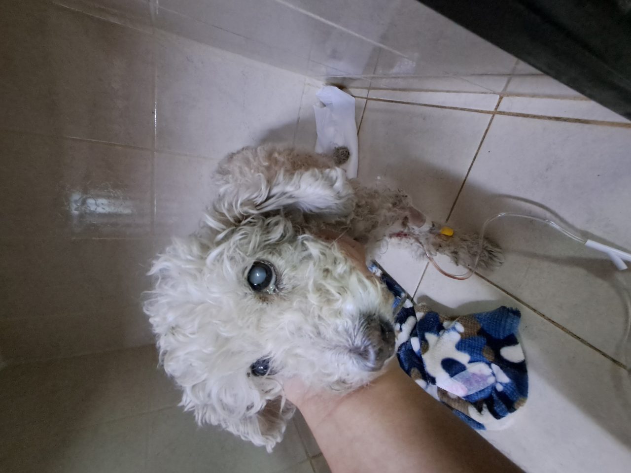 Foto