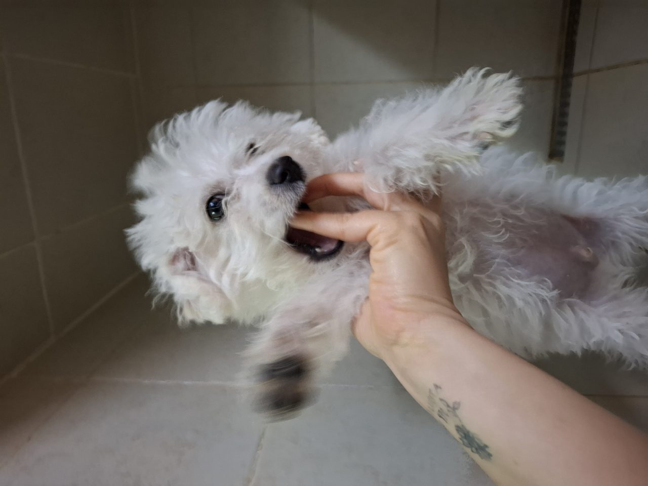 Foto