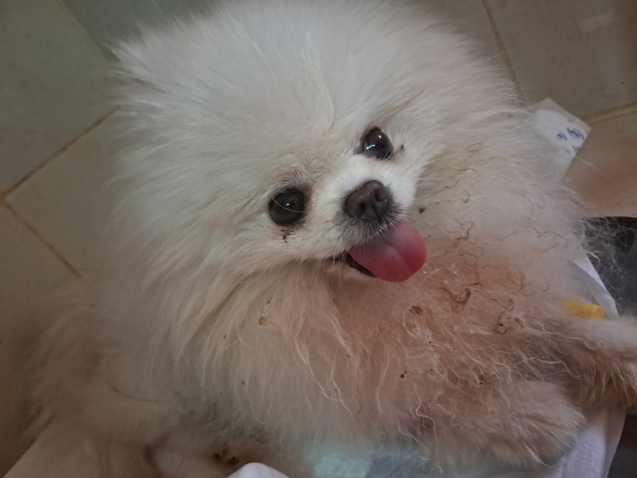 Foto