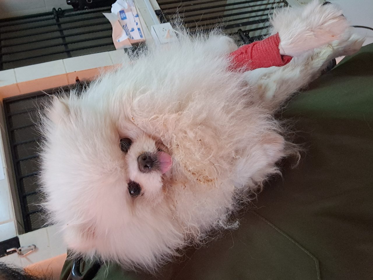 Foto
