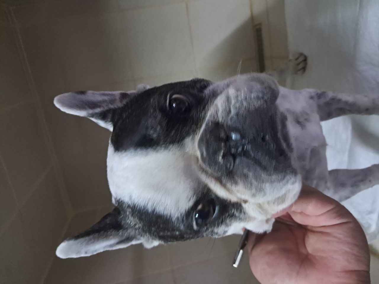 Foto