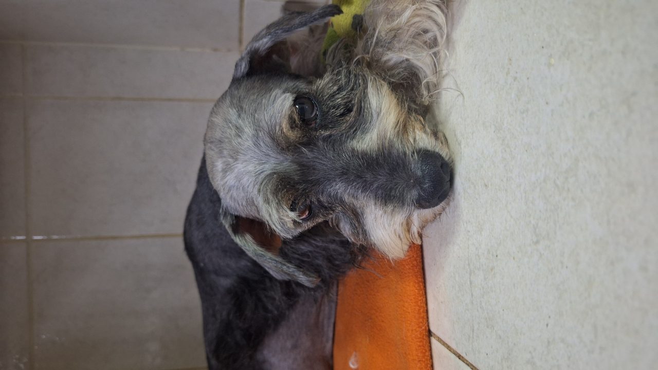 Foto
