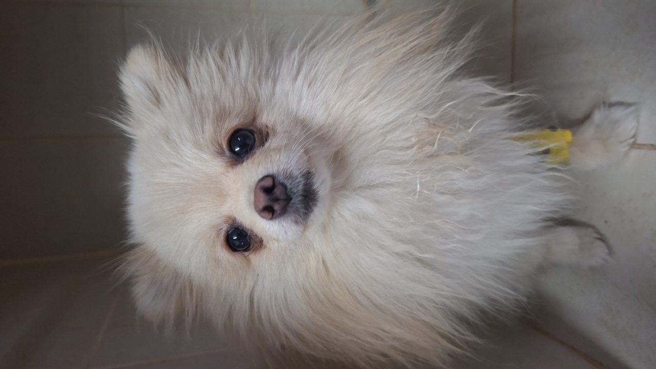 Foto