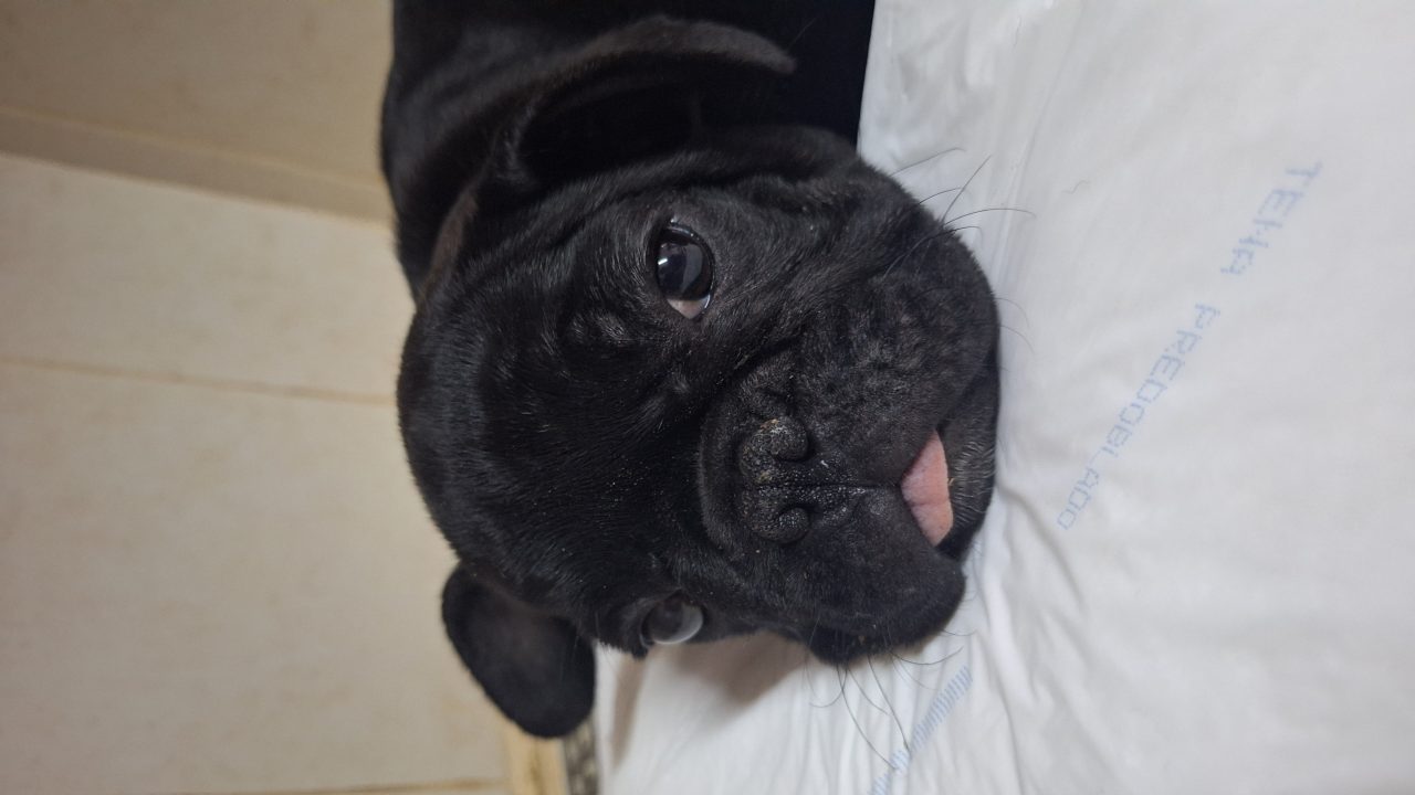 Foto