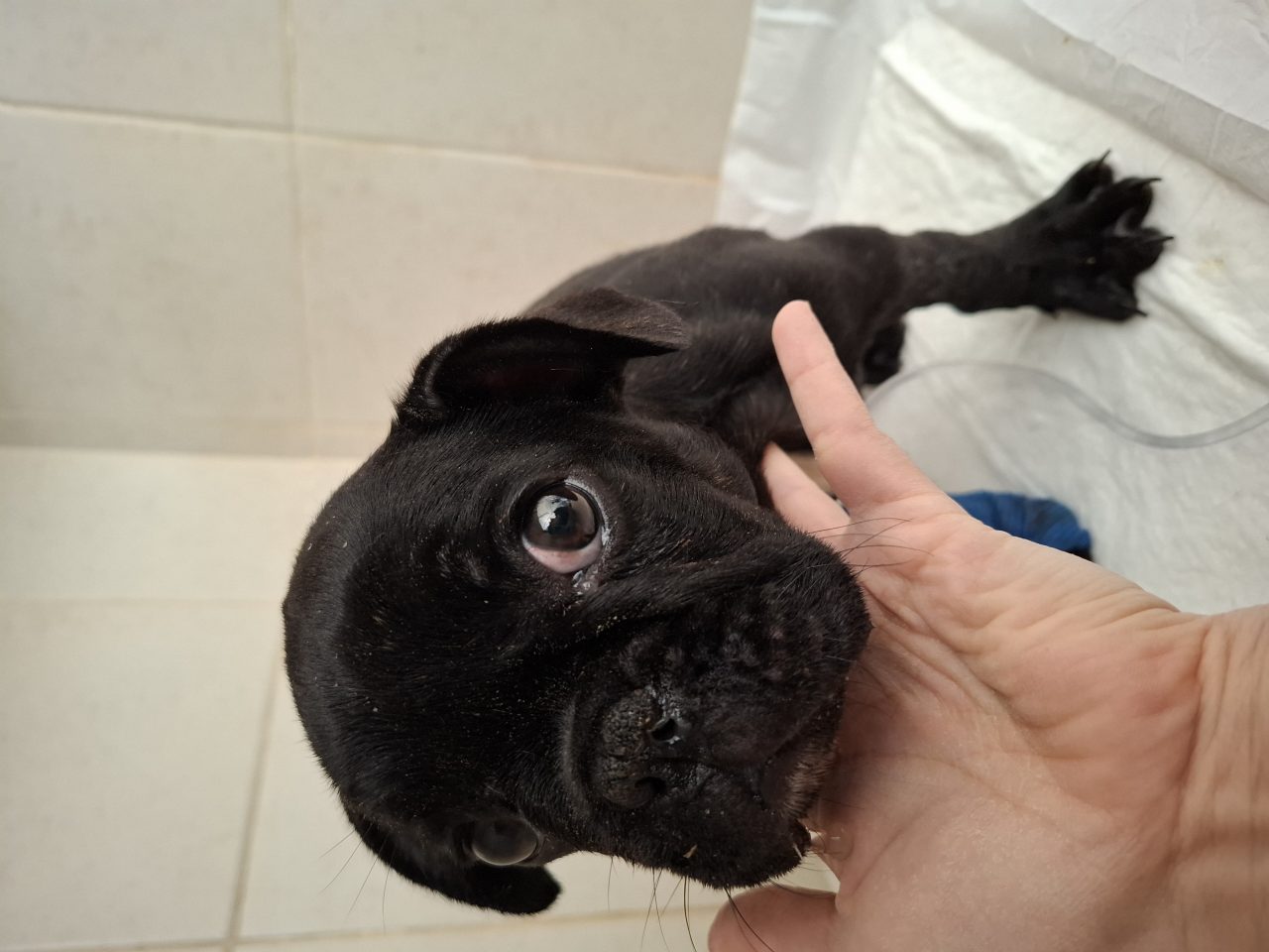 Foto