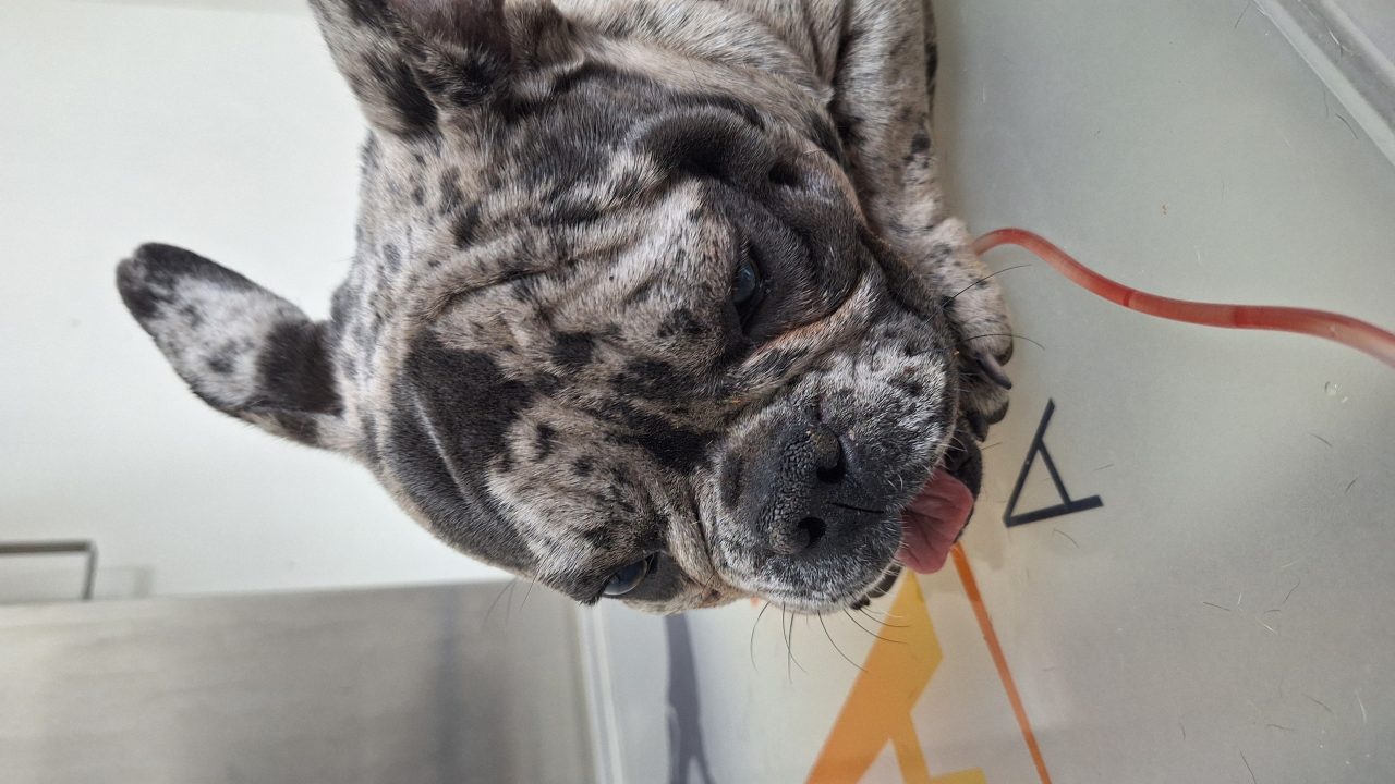 Foto