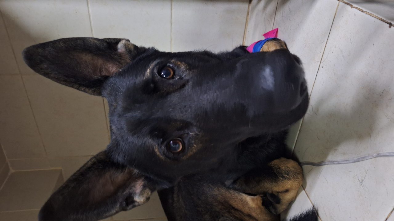 Foto