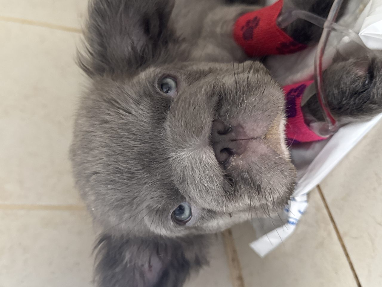 Foto