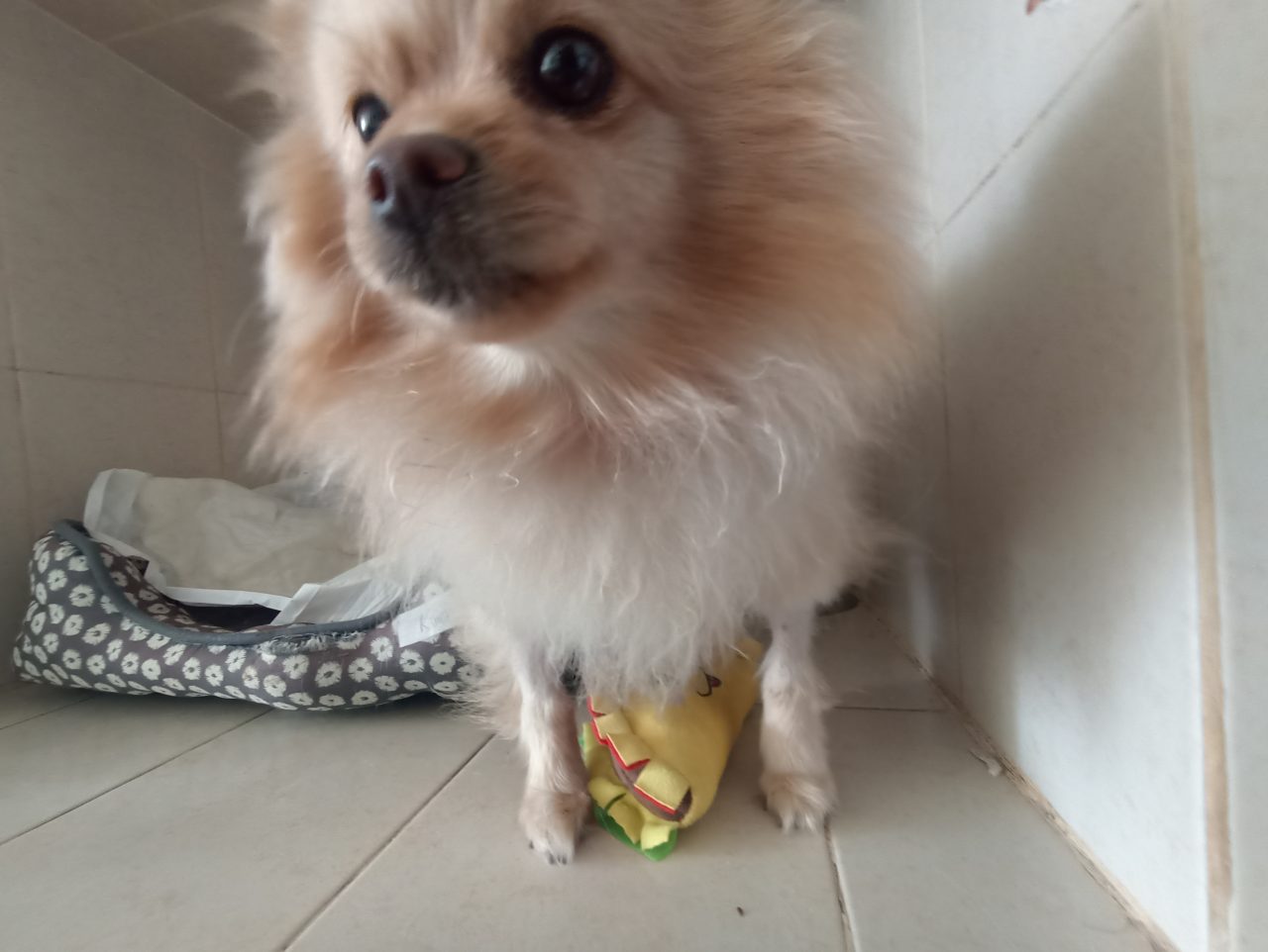 Foto