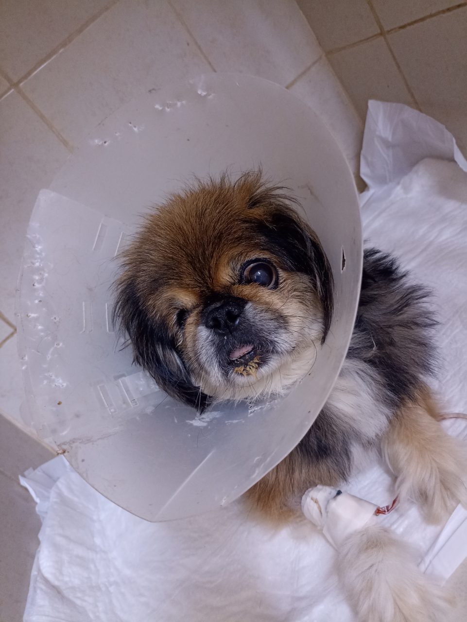 Foto
