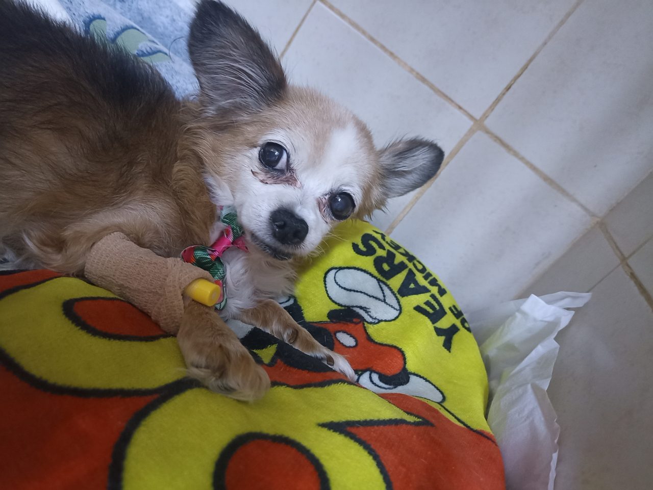 Foto