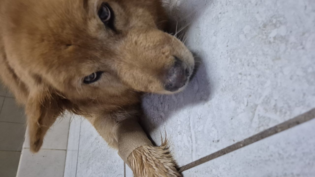 Foto
