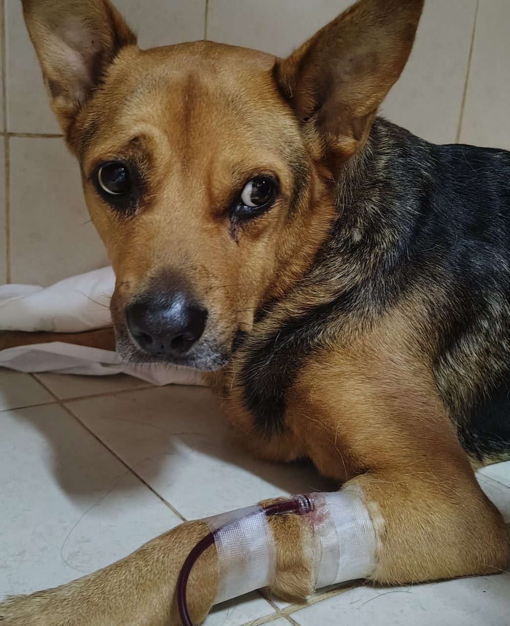 Foto