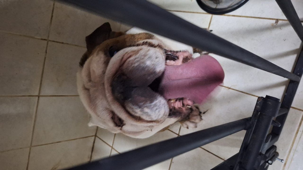 Foto