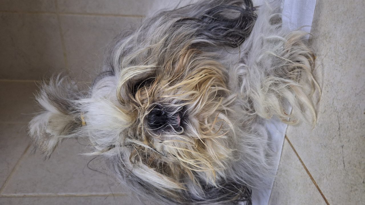 Foto