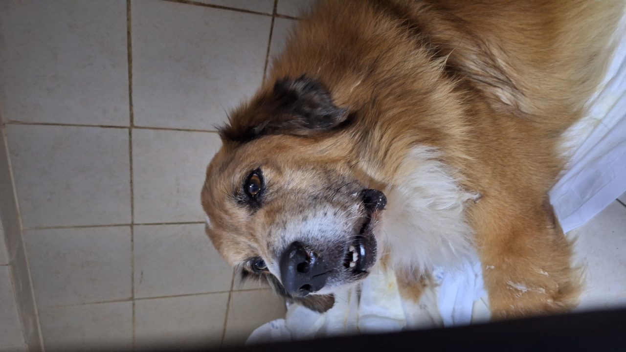 Foto