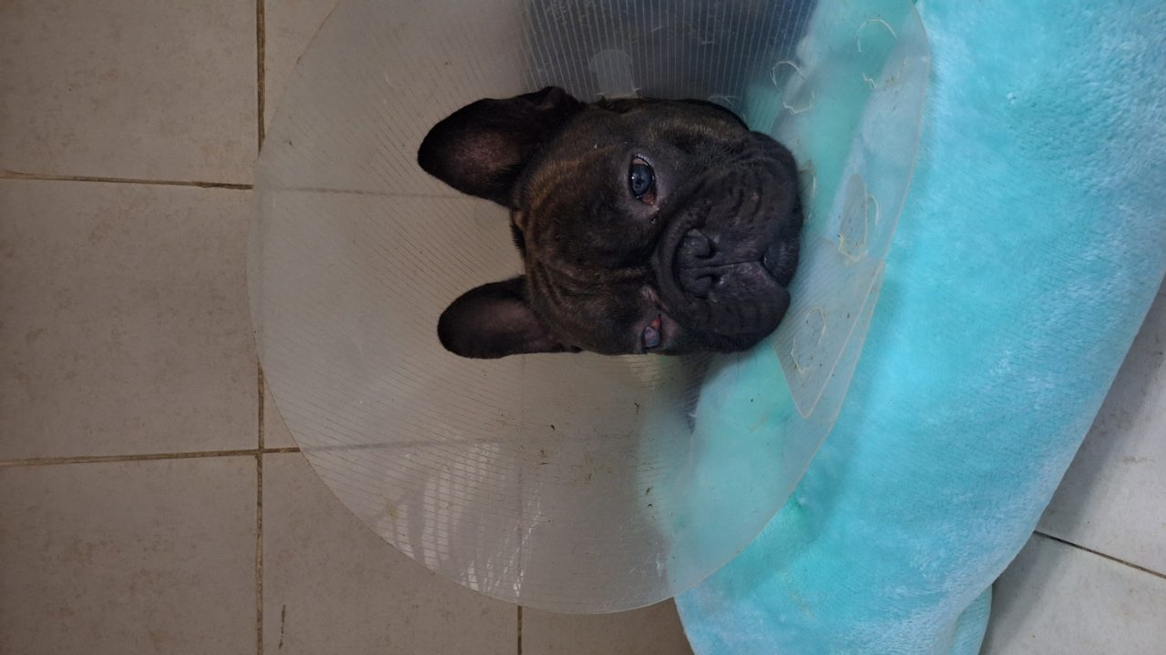 Foto