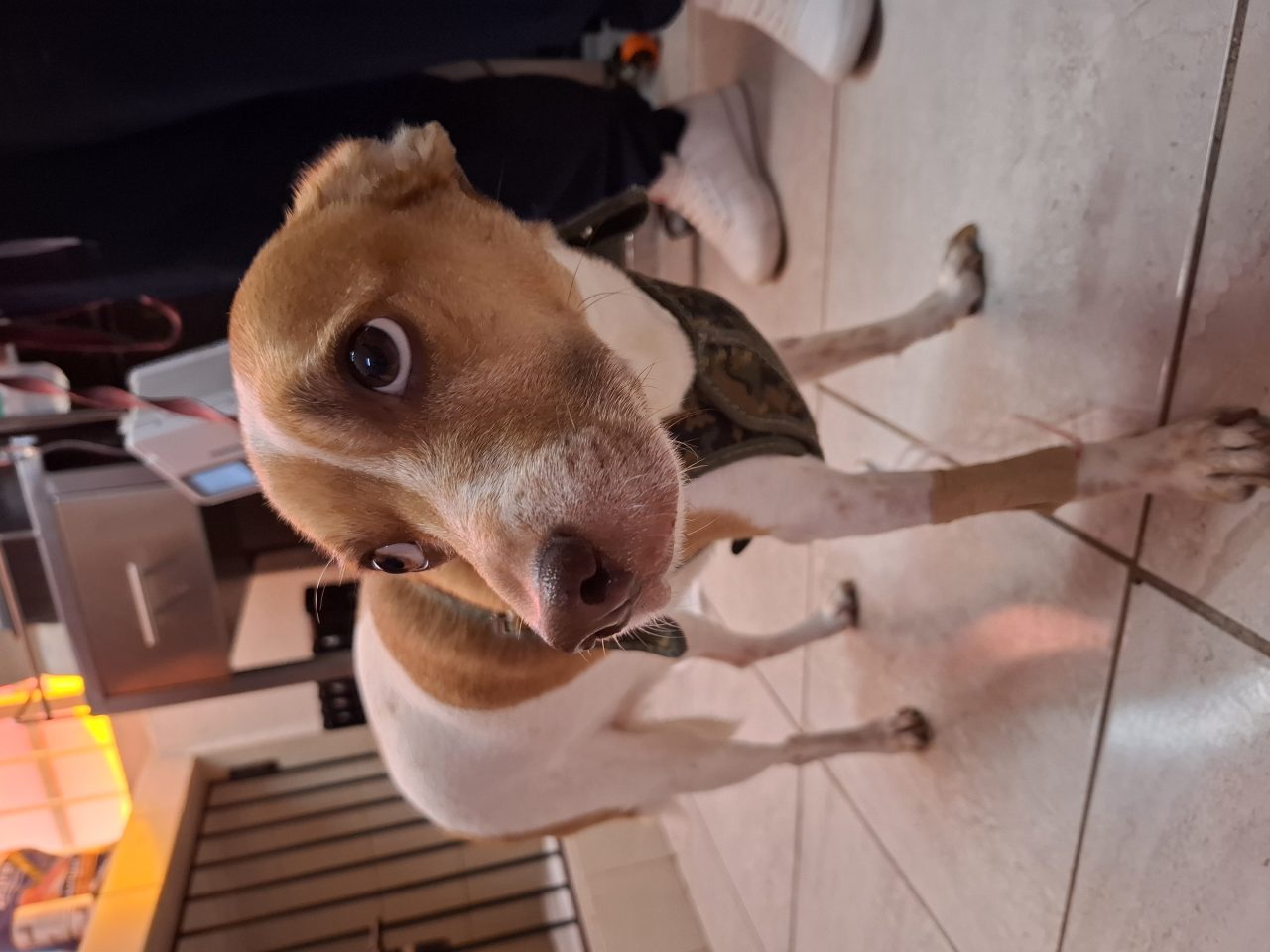 Foto