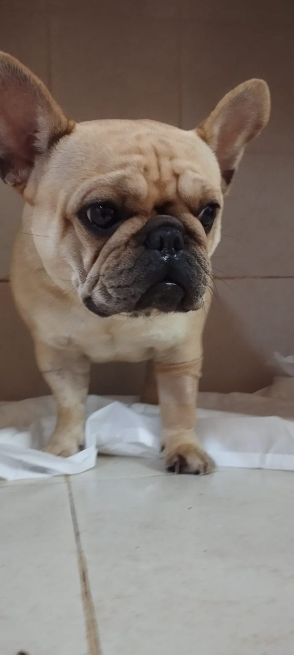 Foto