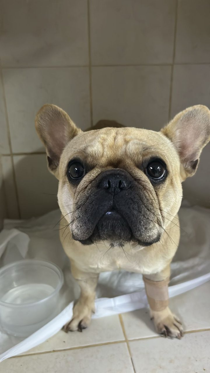 Foto