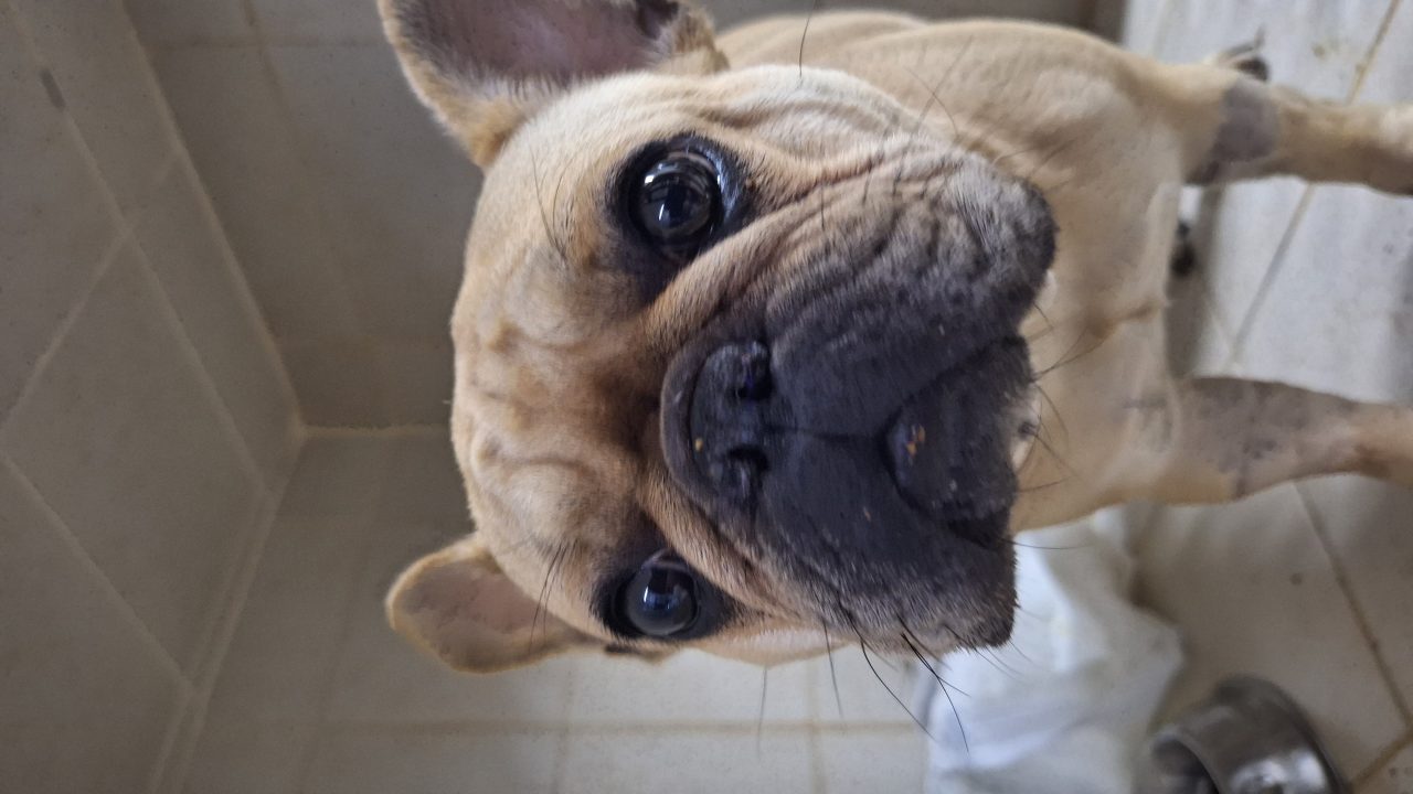 Foto