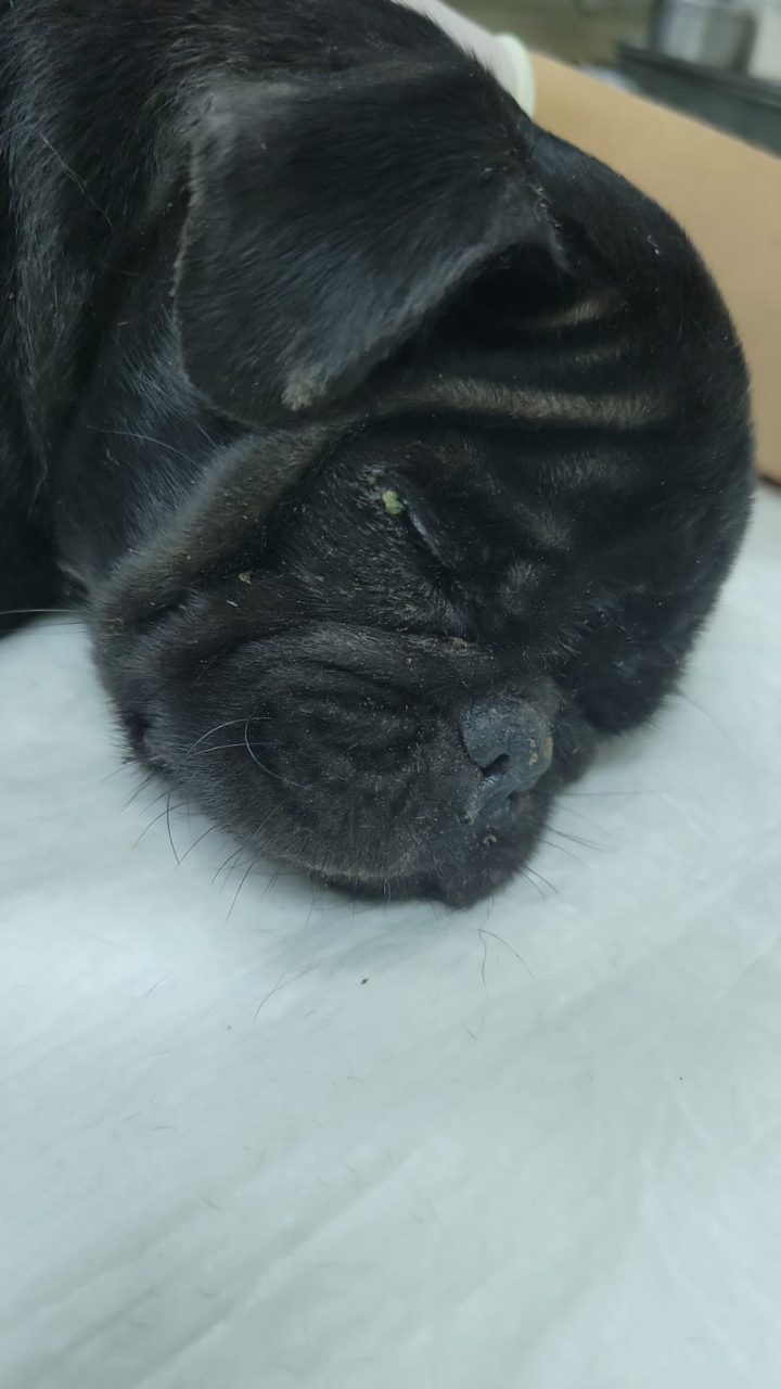 Foto