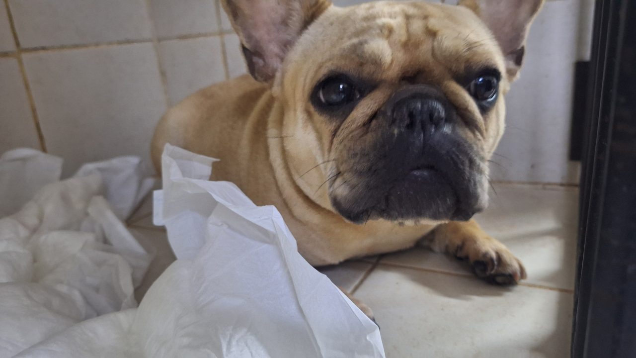 Foto