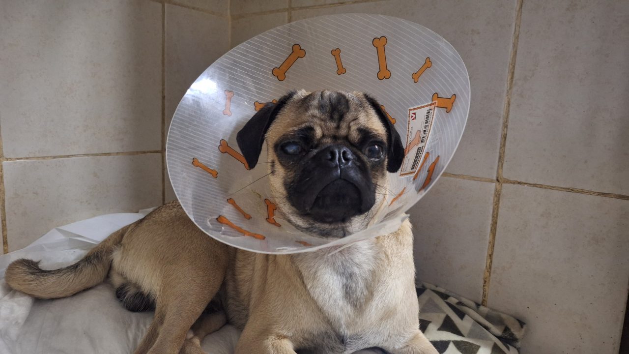 Foto