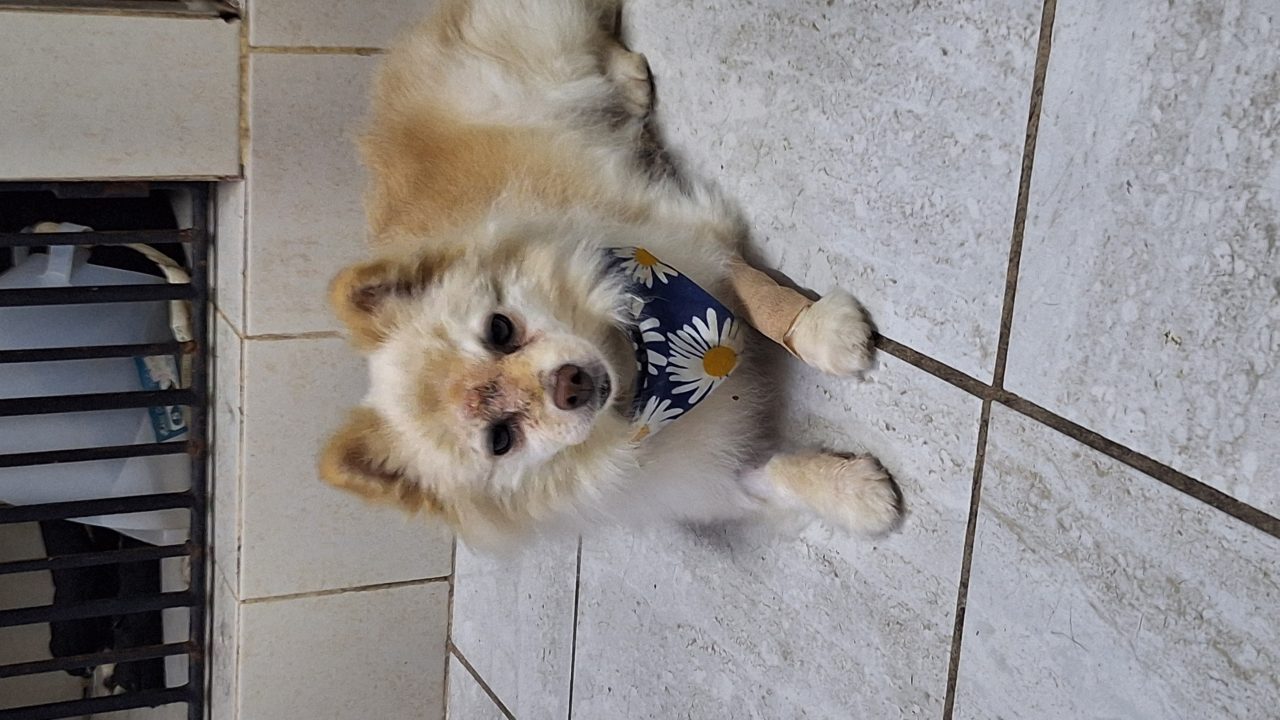 Foto