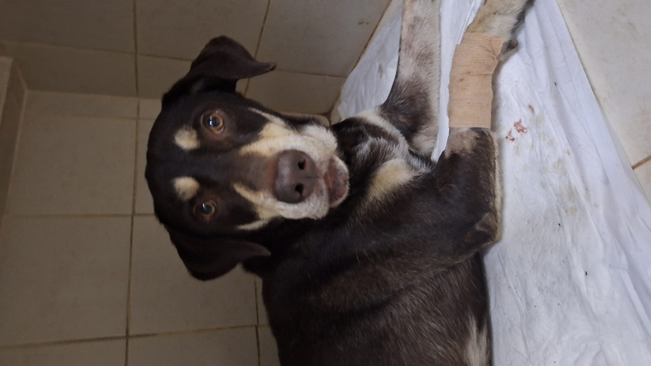 Foto