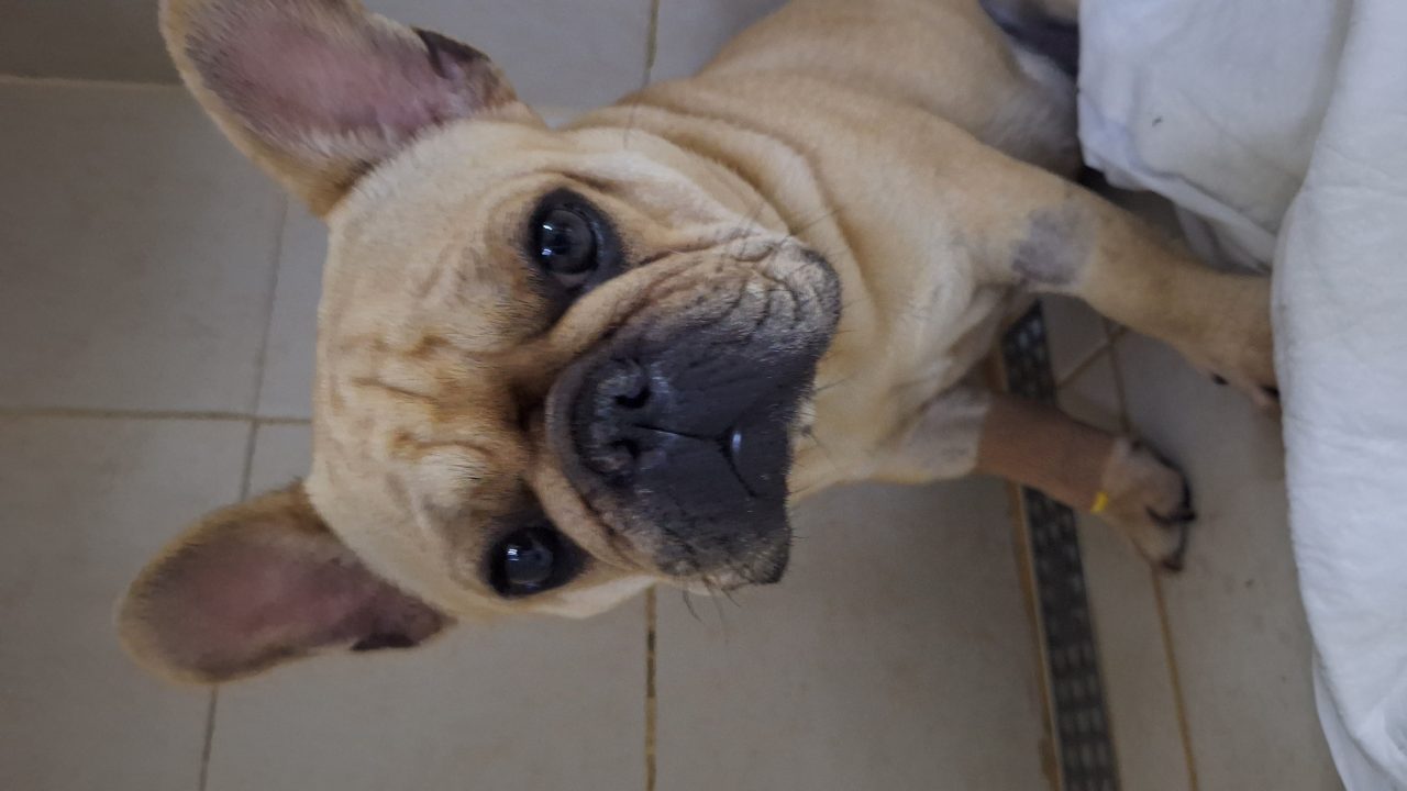 Foto