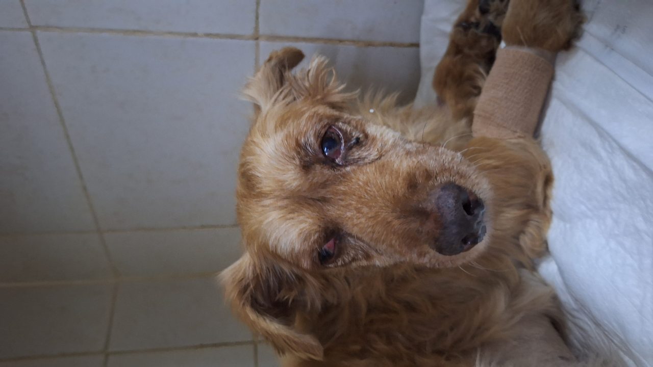 Foto
