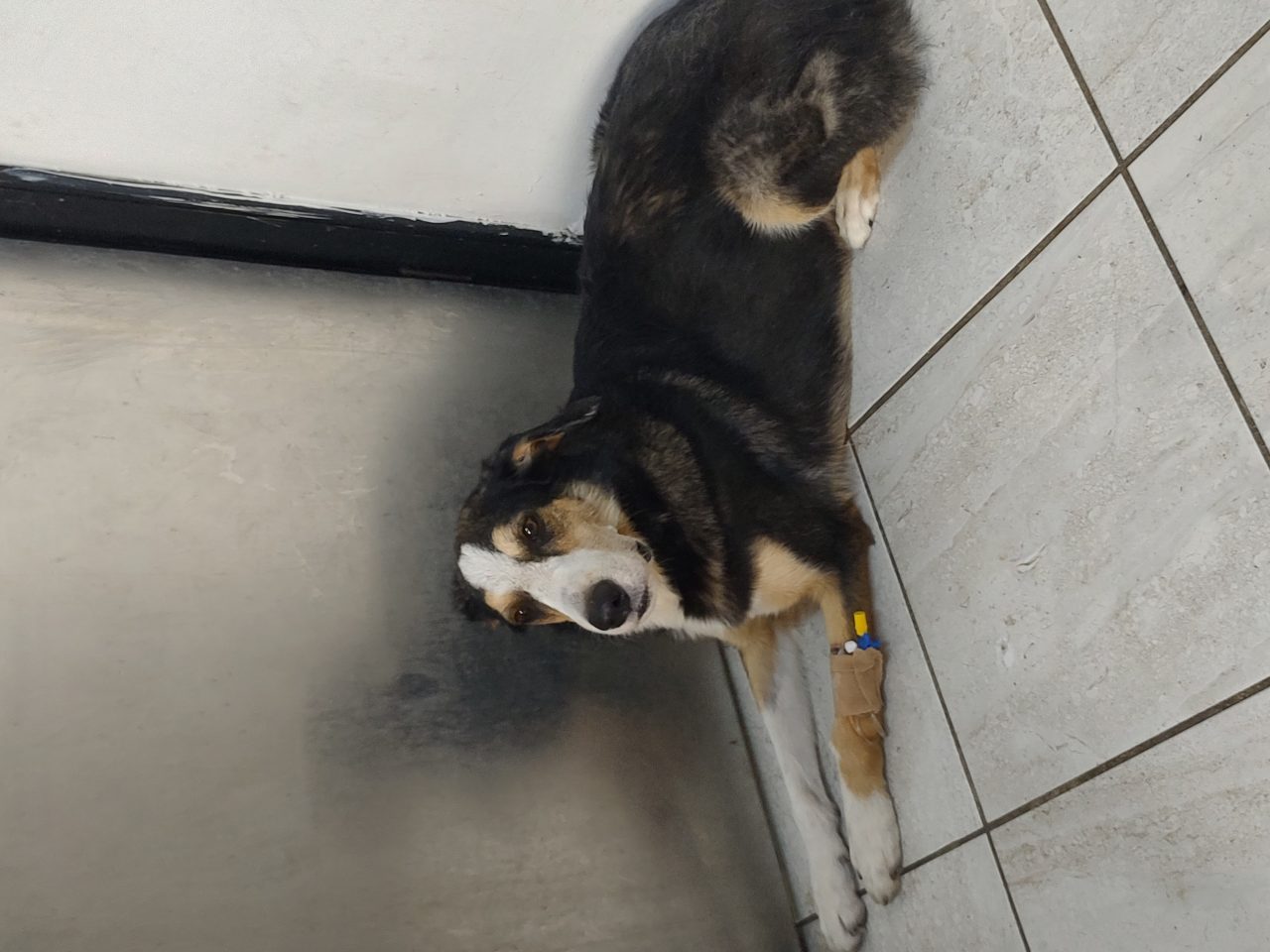 Foto