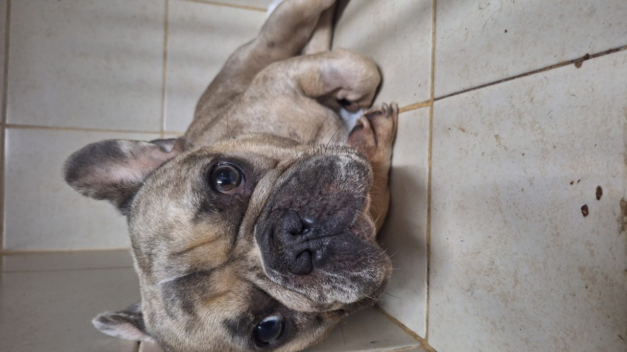Foto