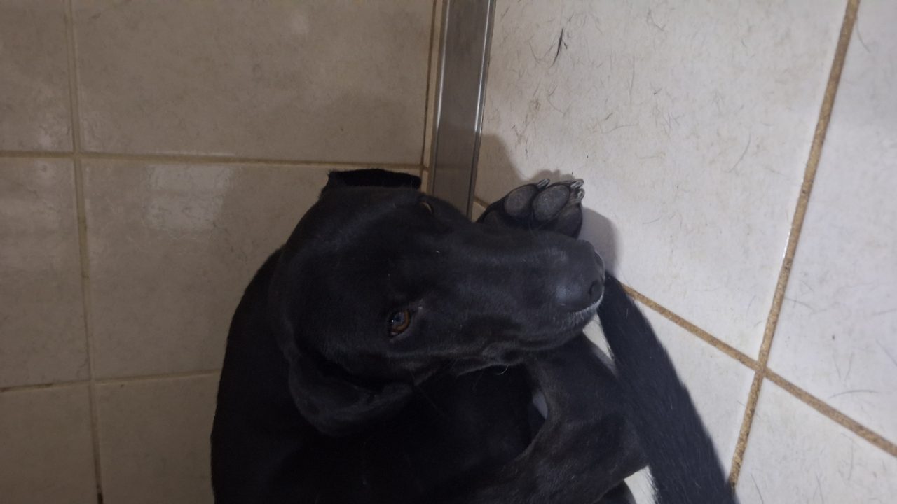 Foto