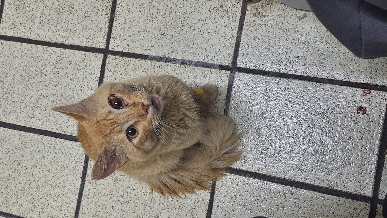 Foto
