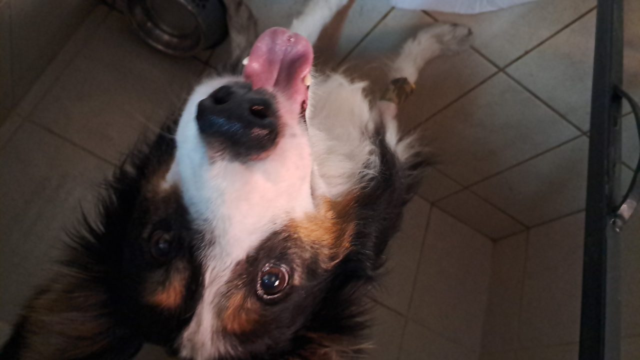 Foto