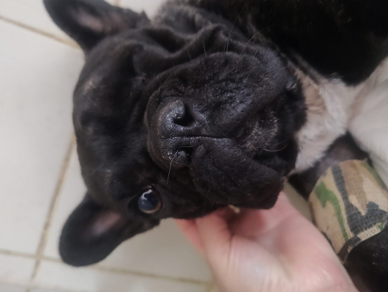 Foto