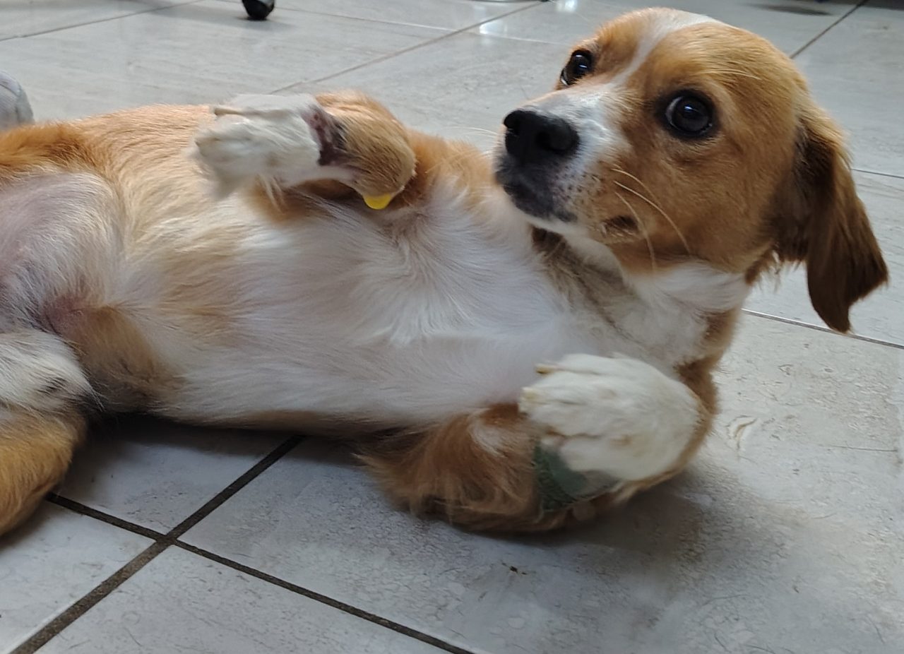 Foto