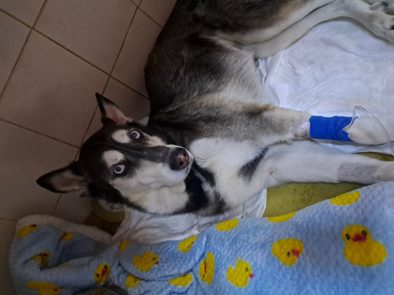 Foto