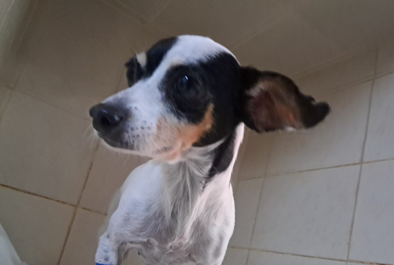 Foto
