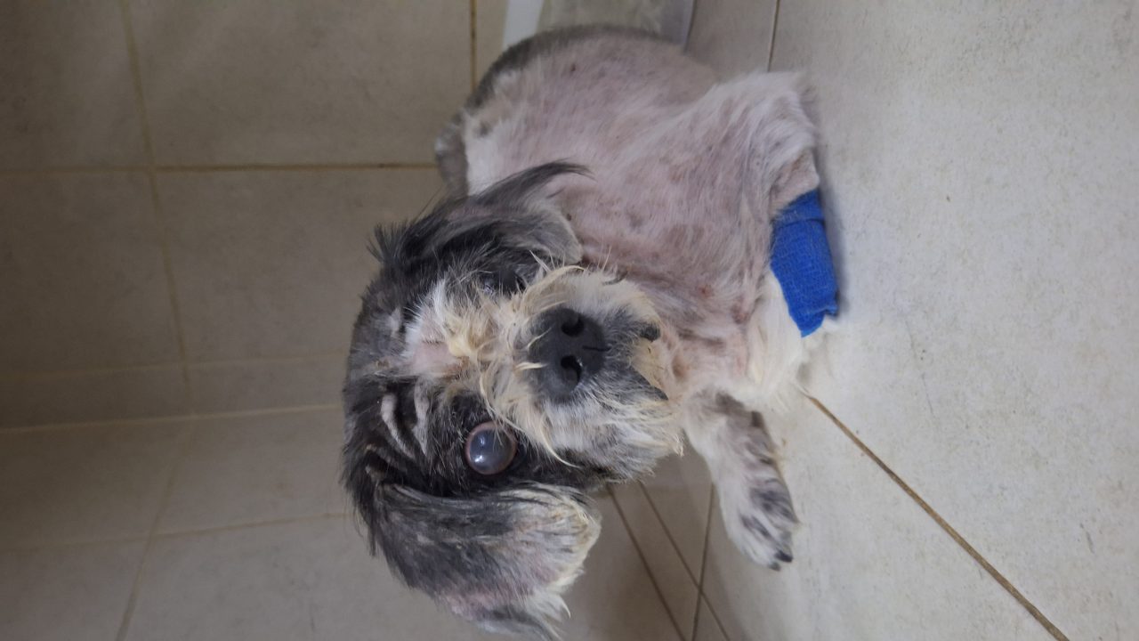 Foto