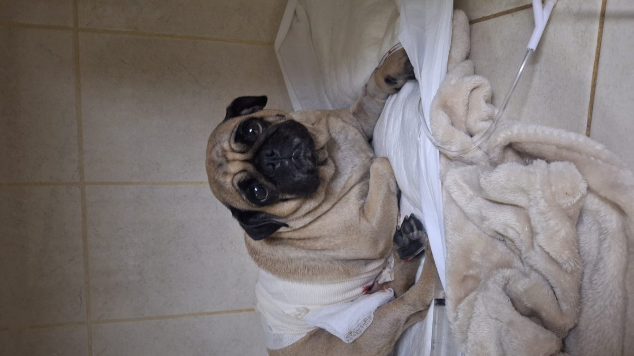 Foto