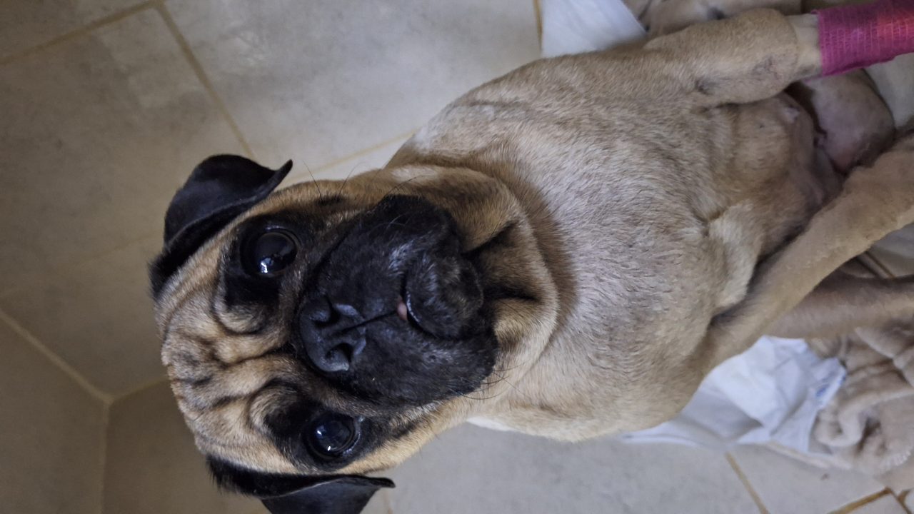 Foto