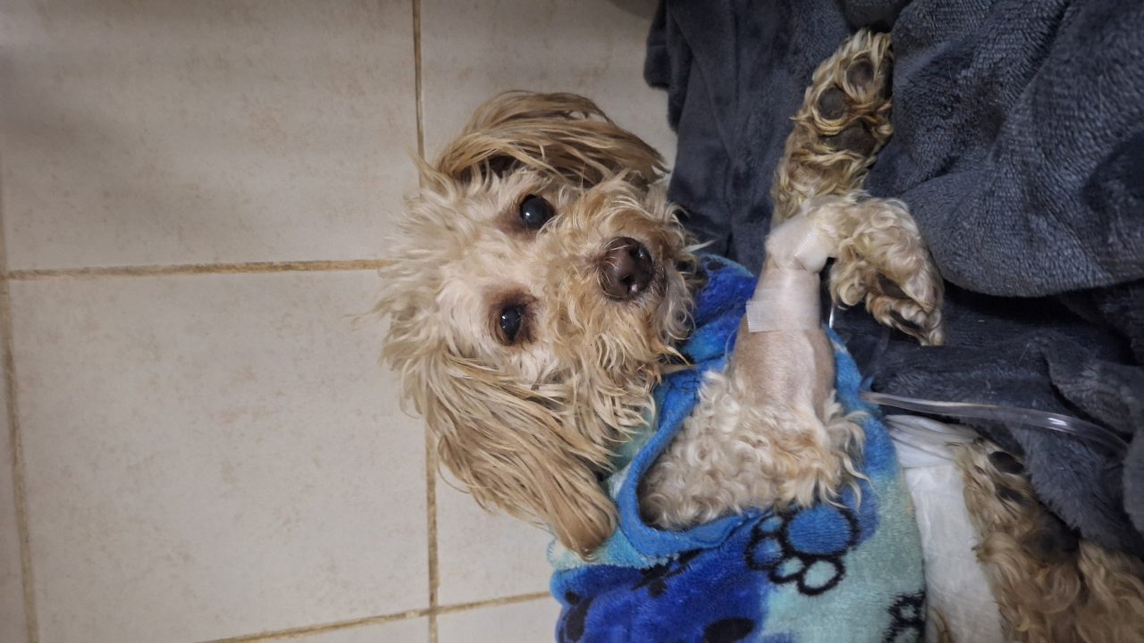 Foto